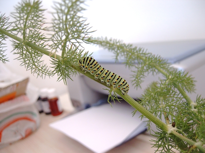 Istruzioni per allevare un Papilio machaon